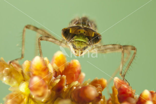 Zwarte heidelibel (Sympetrum danae)