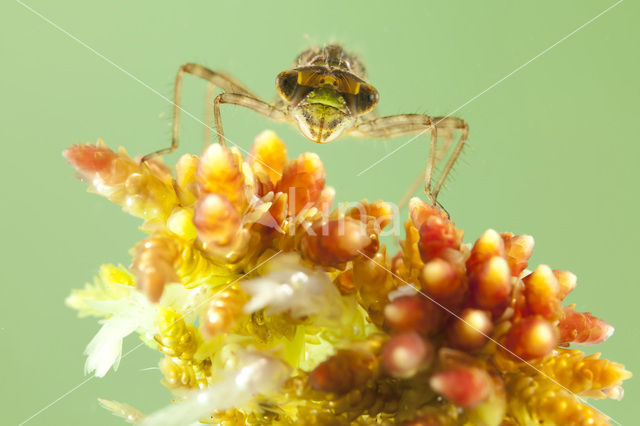 Zwarte heidelibel (Sympetrum danae)