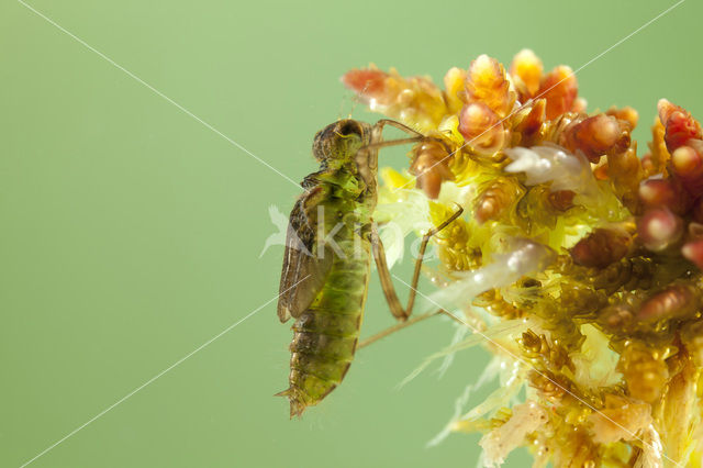 Zwarte heidelibel (Sympetrum danae)