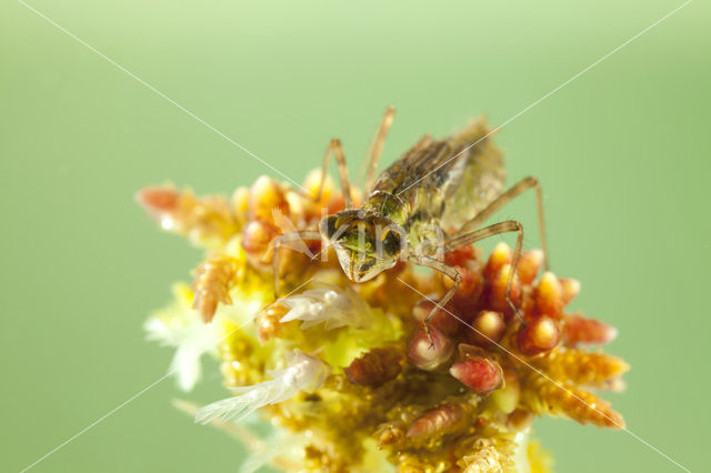 Zwarte heidelibel (Sympetrum danae)