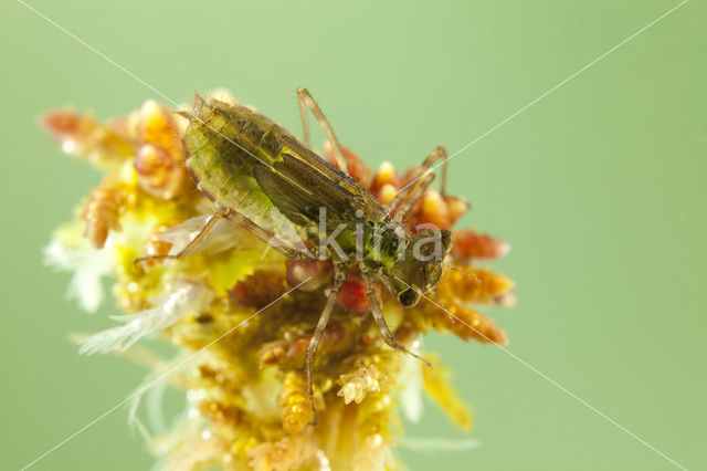 Zwarte heidelibel (Sympetrum danae)