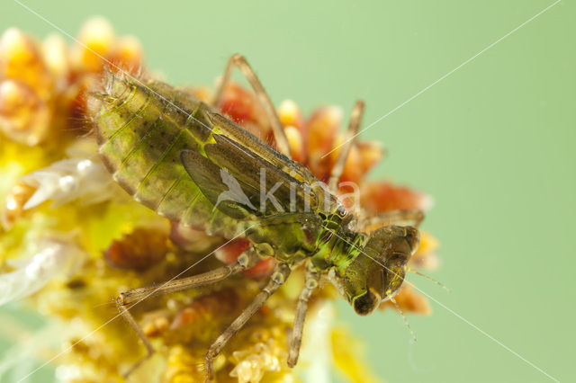 Zwarte heidelibel (Sympetrum danae)