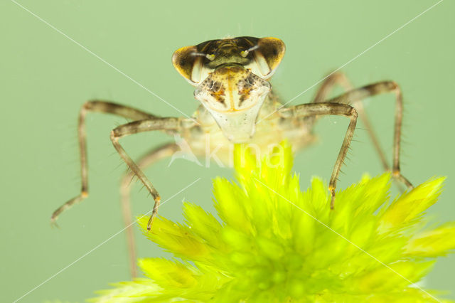 Zwarte heidelibel (Sympetrum danae)