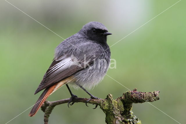 Zwarte Roodstaart (Phoenicurus ochruros)