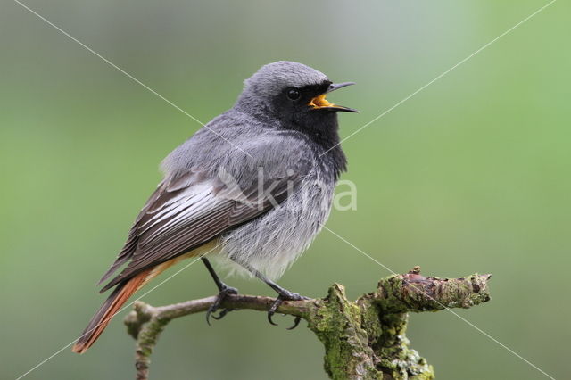 Zwarte Roodstaart (Phoenicurus ochruros)