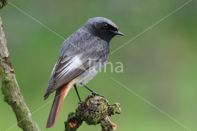 Zwarte Roodstaart (Phoenicurus ochruros)