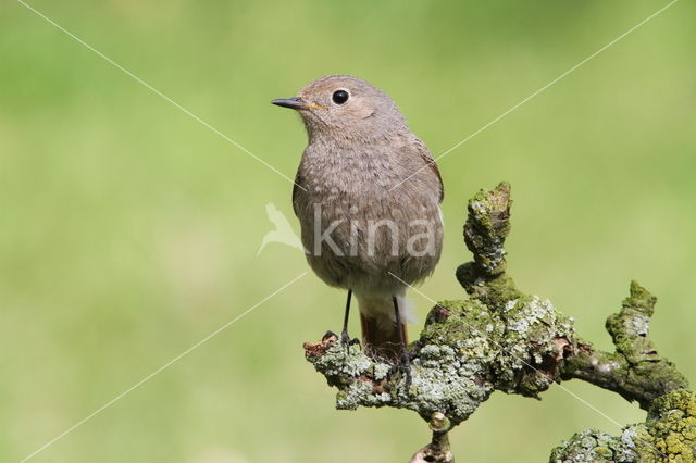 Zwarte Roodstaart (Phoenicurus ochruros)