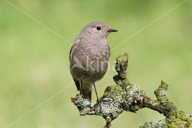 Zwarte Roodstaart (Phoenicurus ochruros)