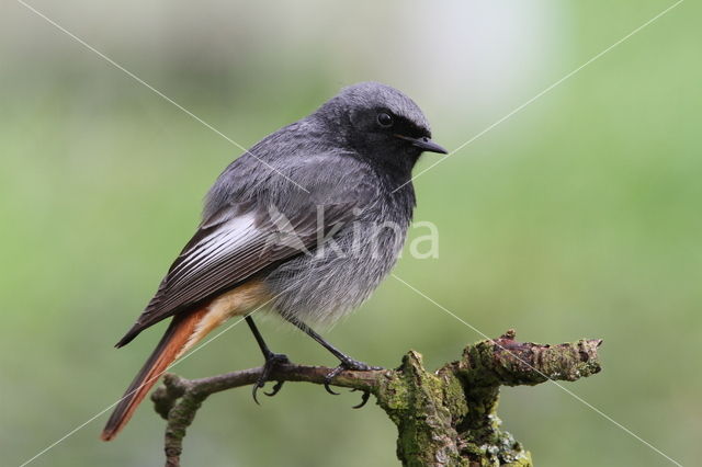 Zwarte Roodstaart (Phoenicurus ochruros)