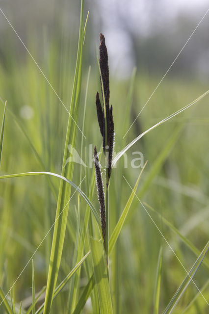 Zwarte zegge (Carex nigra)