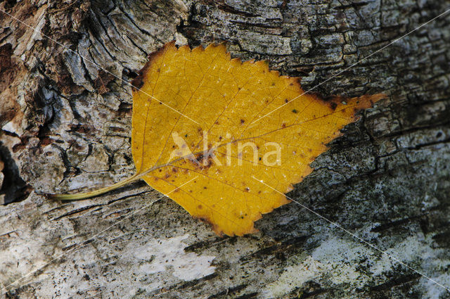 Berk (Betula)