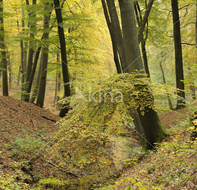 Beuk (Fagus sylvatica)