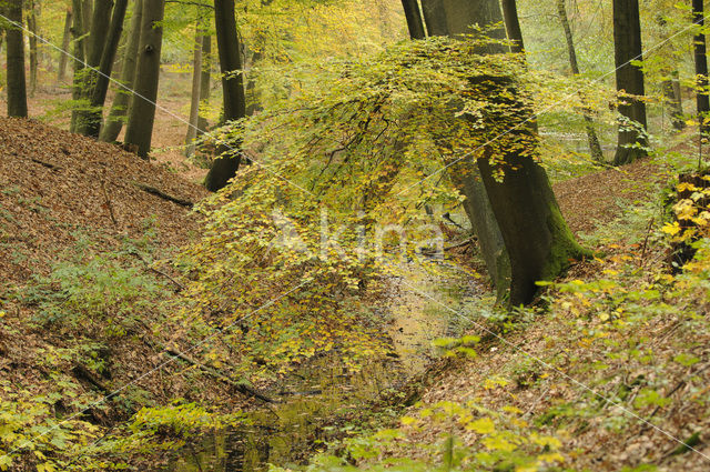 Beech (Fagus sylvatica)