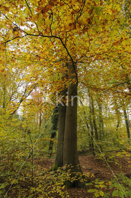 Beech (Fagus sylvatica)