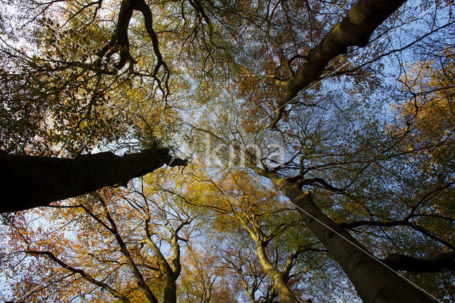 Beuk (Fagus spec.)