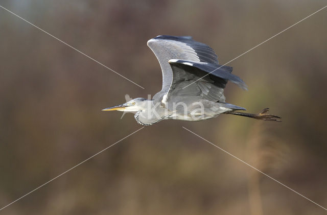 Blauwe Reiger (Ardea cinerea)