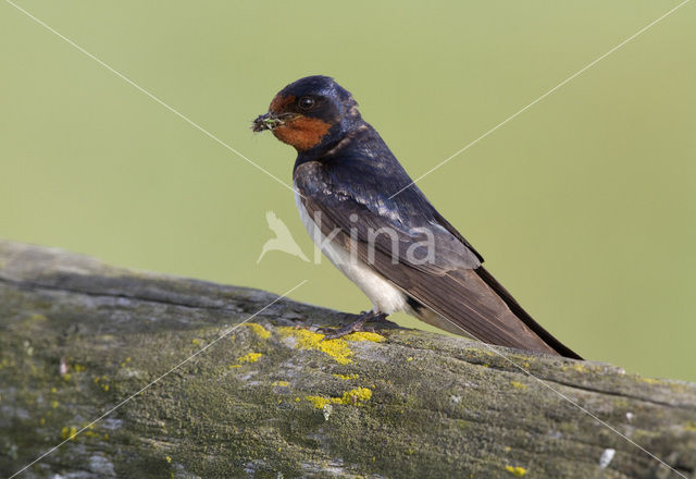 Barn Swallow (Hirundo rustica)