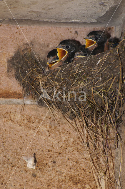 Boerenzwaluw (Hirundo rustica)