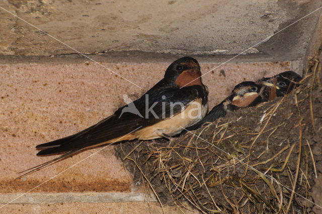 Boerenzwaluw (Hirundo rustica)