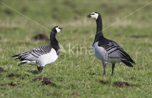 Brandgans (Branta leucopsis)