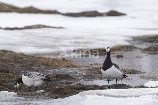 Brandgans (Branta leucopsis)