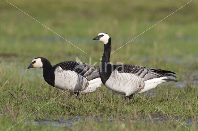 Brandgans (Branta leucopsis)