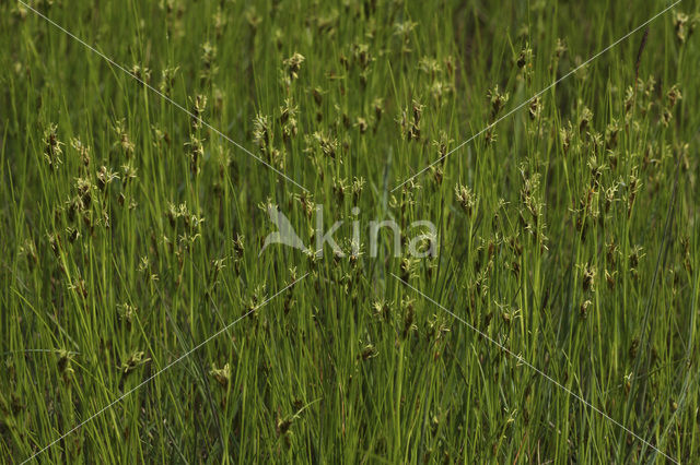 Bruine snavelbies (Rhynchospora fusca)