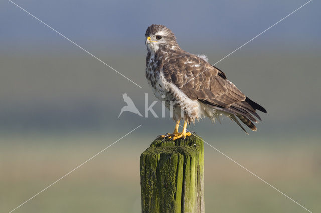 Buizerd (Buteo buteo)