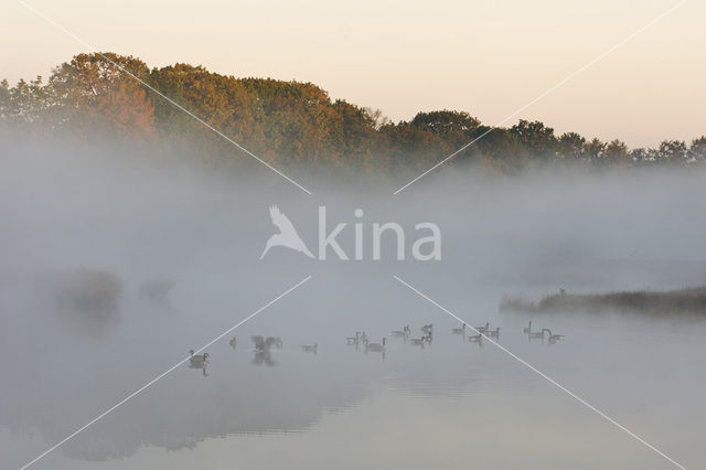 Canadese Gans (Branta canadensis)