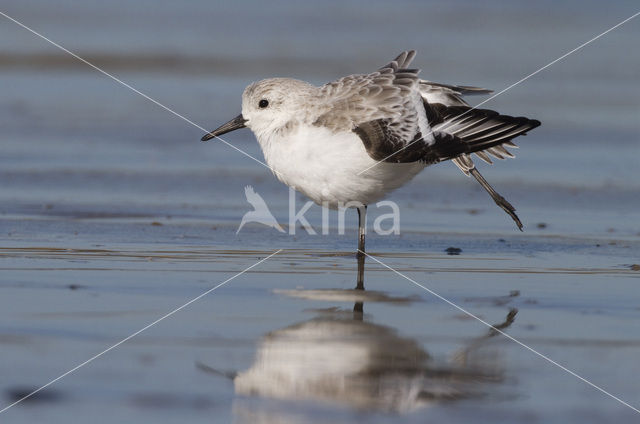 Drieteenstrandloper (Calidris alba)