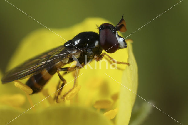 Duinheidedwergje (Chamaesyrphus lusitanicus)