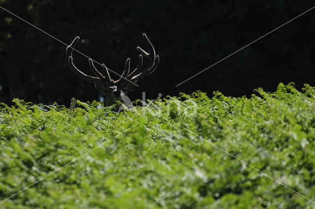 Edelhert (Cervus elaphus)