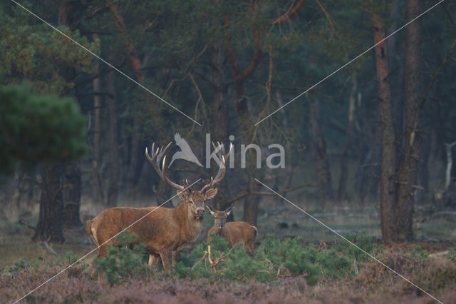 Edelhert (Cervus elaphus)