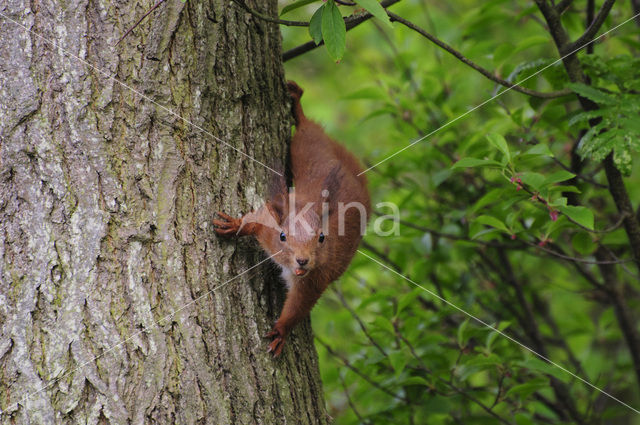 Eekhoorn (Sciurus vulgaris)