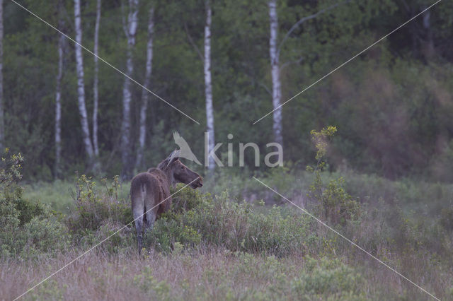 Eland (Alces alces)