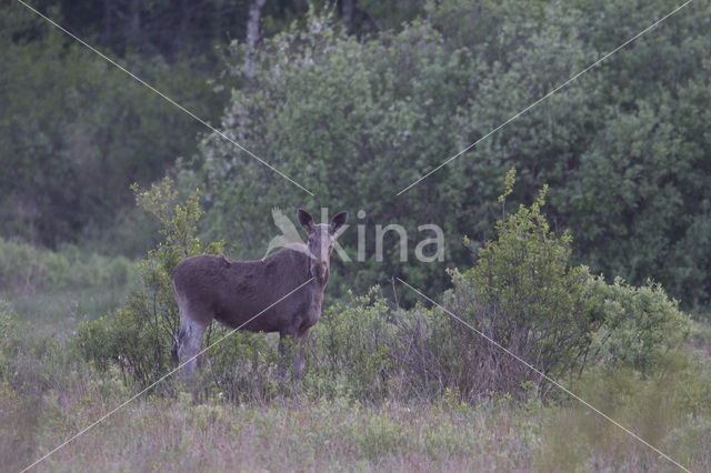 Eland (Alces alces)