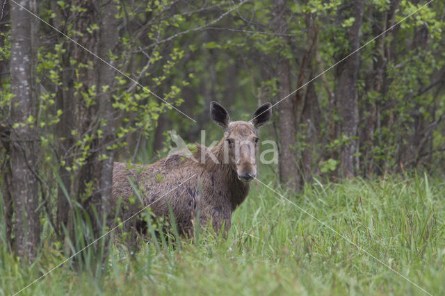 Eland (Alces alces)