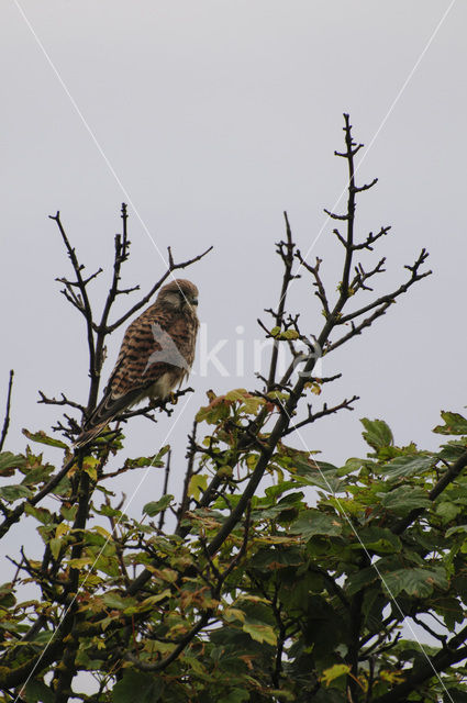 Europese torenvalk (Falco tinnunculus tinnunculus)