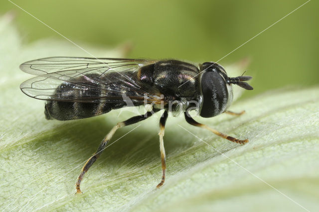 Geelbandkrieltje (Paragus quadrifasciatus)