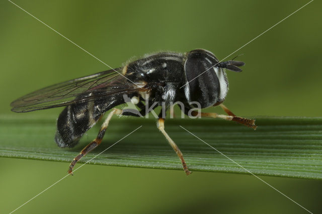 Geelbandkrieltje (Paragus quadrifasciatus)