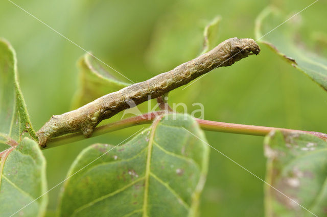 Gewone Spikkelspanner (Ectropis crepuscularia)