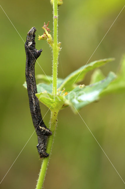 Gewone Spikkelspanner (Ectropis crepuscularia)