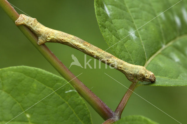 Gewone Spikkelspanner (Ectropis crepuscularia)