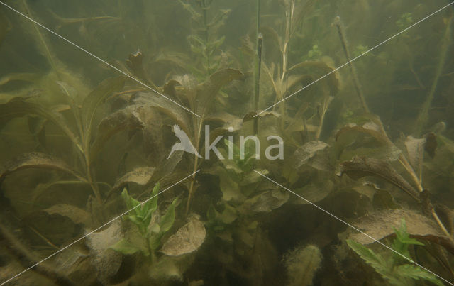 Glanzig fonteinkruid (Potamogeton lucens)