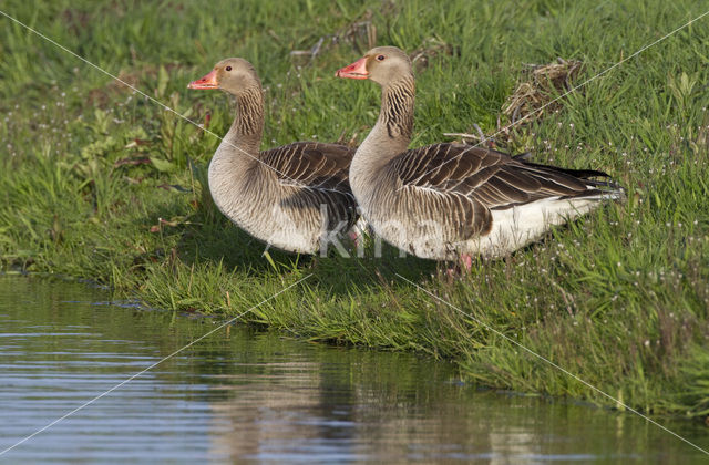 Grauwe Gans (Anser anser)