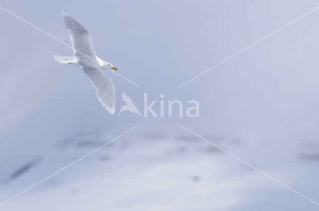 Grote Burgemeester (Larus hyperboreus)