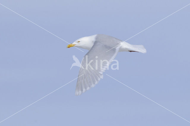 Grote Burgemeester (Larus hyperboreus)