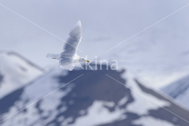 Grote Burgemeester (Larus hyperboreus)