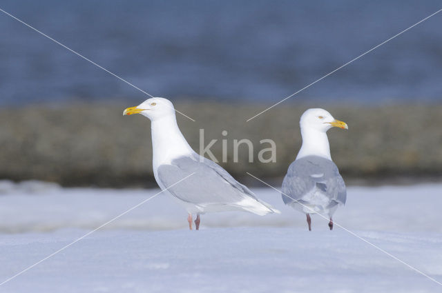 Grote Burgemeester (Larus hyperboreus)