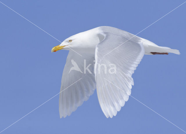 Grote Burgemeester (Larus hyperboreus)